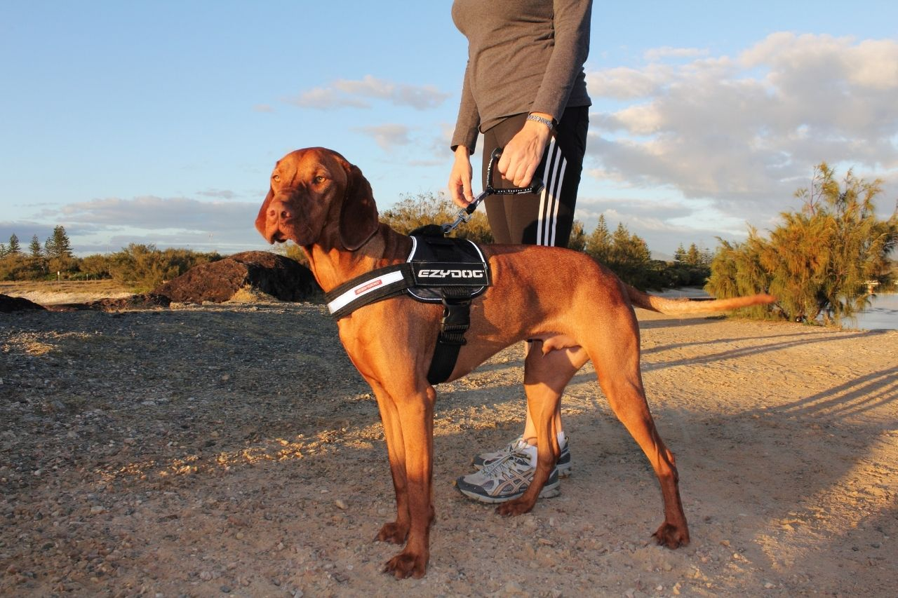 Top 5 Dog Harnesses for Training and Comfort in NZ