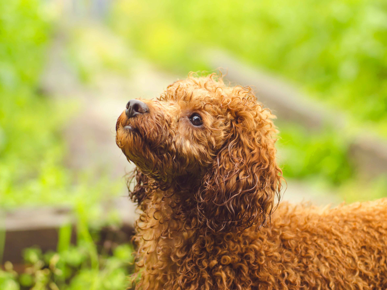 Best Dog Food for Toy Poodles in NZ