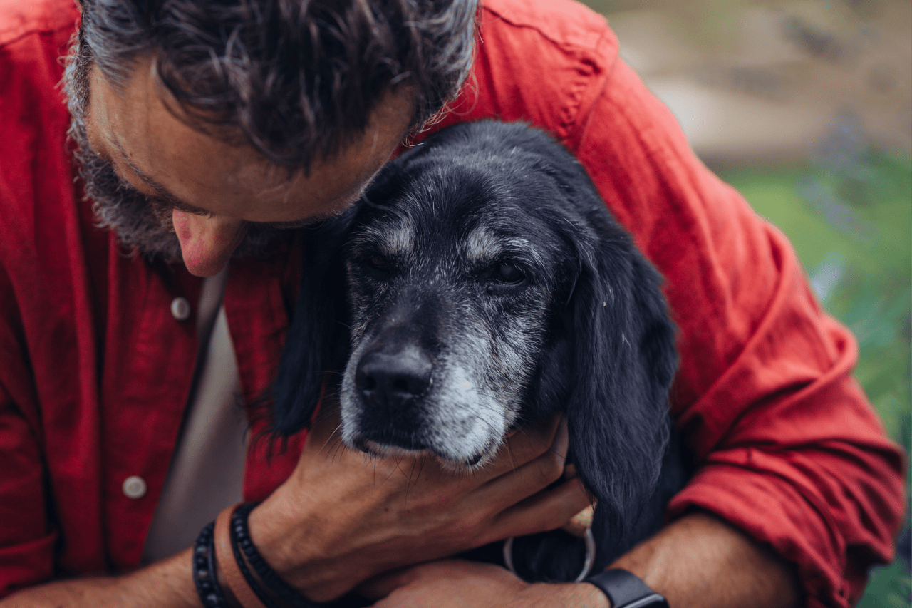 Is Your Dog Getting Lost in the House? What It Could Mean