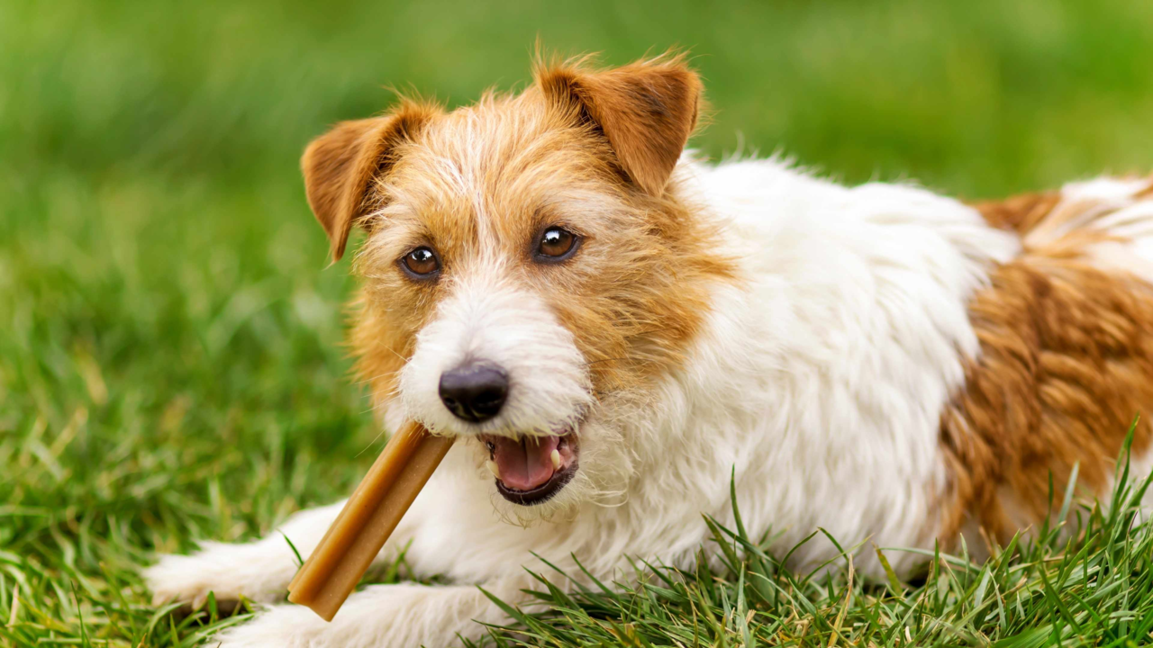 Dental Treats for Pets That Fight Plaque and Freshen Breath