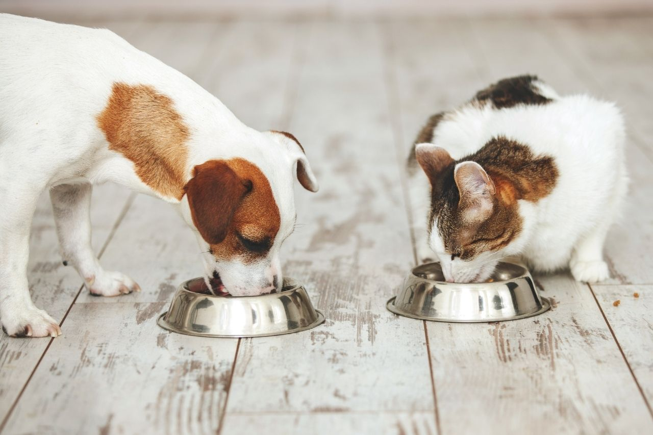 Switching Pet Food: Signs Your Dog or Cat Isn’t Adjusting Well