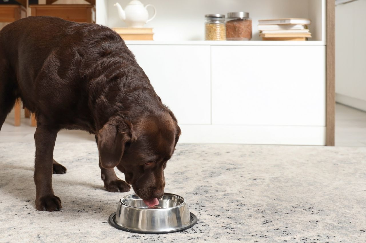What to Feed a Labrador Retriever: Best Food for Puppies, Adults and Seniors