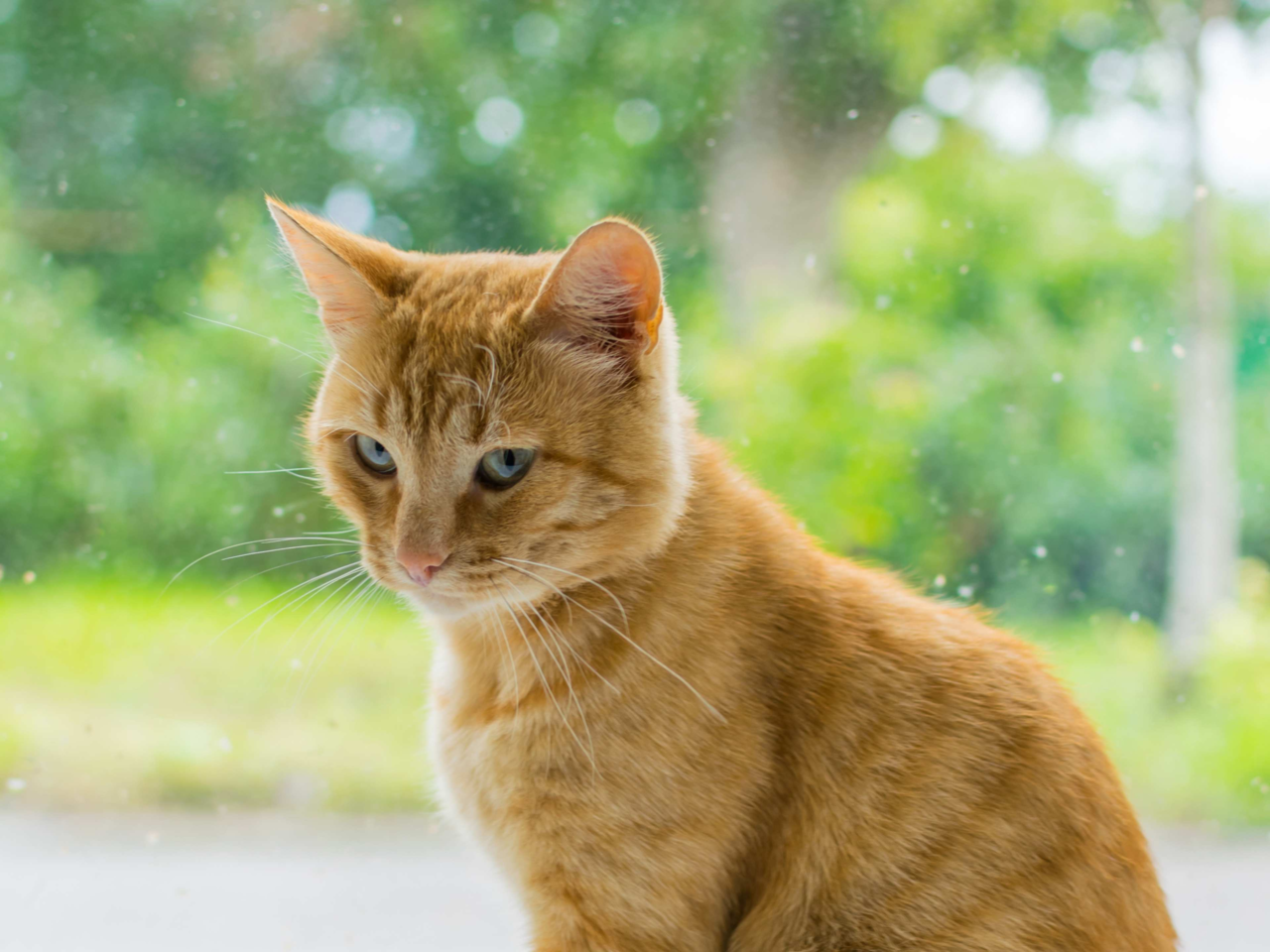 Is My Cat Upset With Me? Understanding Feline Behaviour and Emotions
