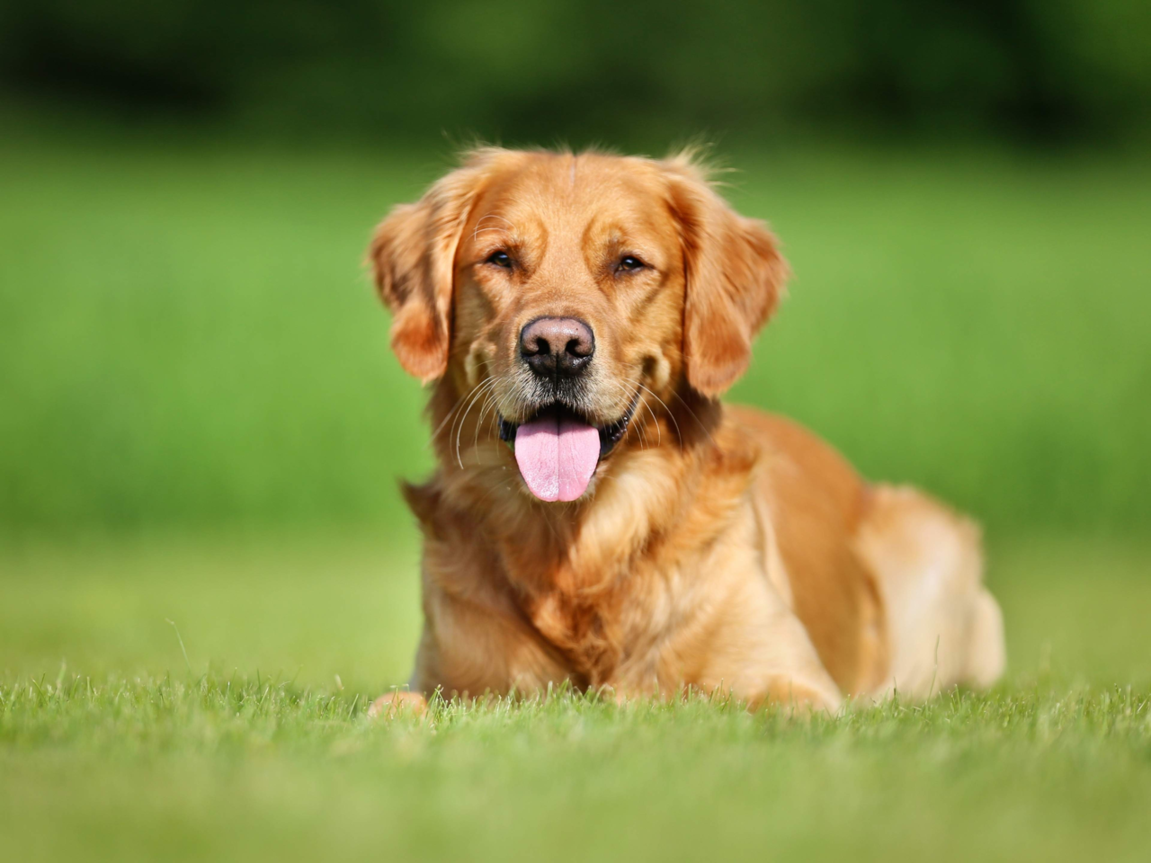 Best Diets for Pets with Skin & Coat Issues: Nutrition Tips for Healthy, Shiny Fur