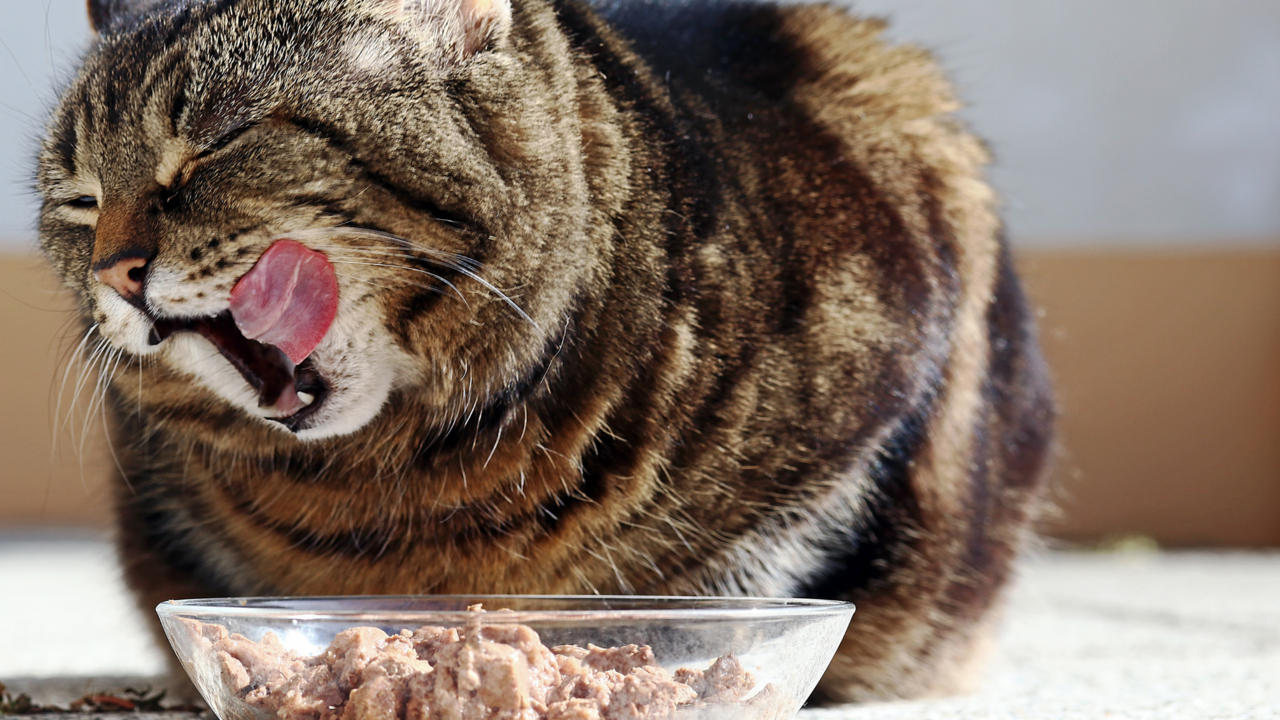 Why is My Cat so Fussy With Food? Solutions That Work Why is My Cat so Fussy With Food? Solutions That Work