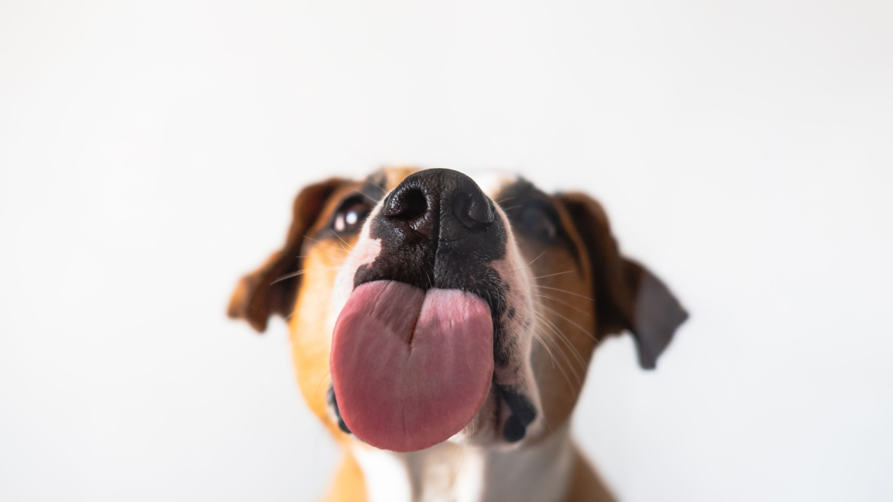 Why Do Dogs Lick You? Meaning & Solutions Why Do Dogs Lick You? Meaning & Solutions