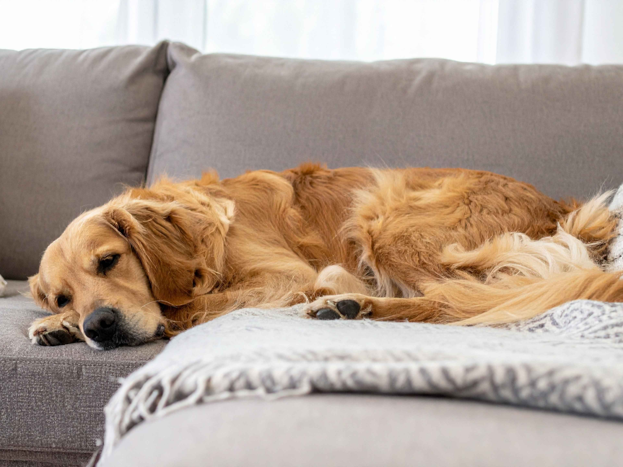 House Soiling in Older Dogs: Causes, Solutions & Care Tips