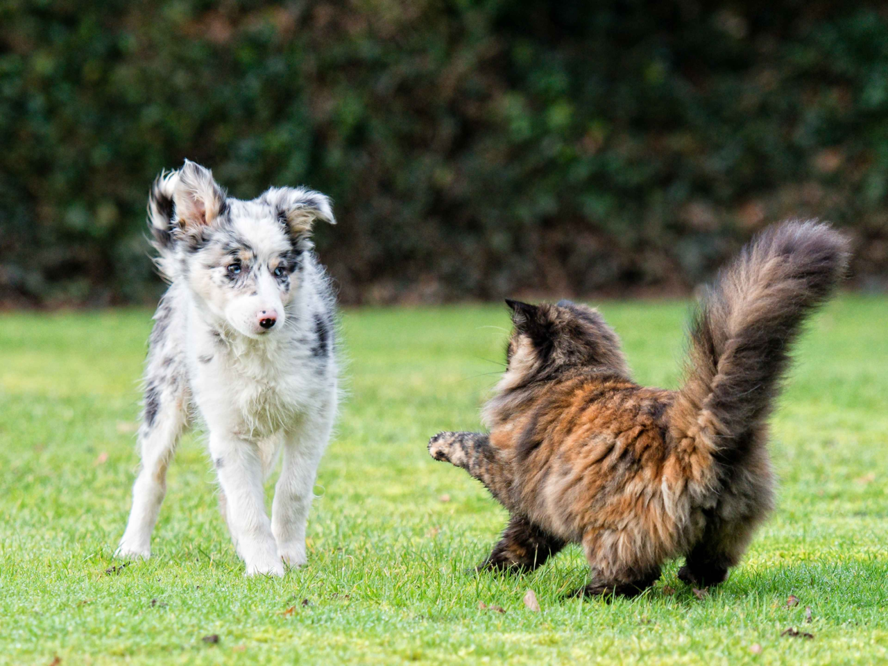 Why Pet Siblings Fight (And What You Can Do About It)