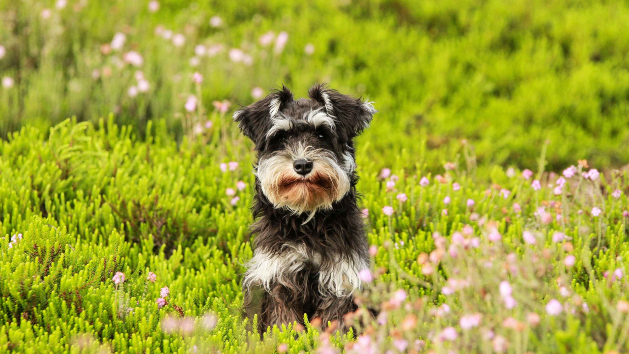 Schnauzer Grooming & Nutrition Tips for NZ Dog Owners: Coat Care, Diet & Supplements