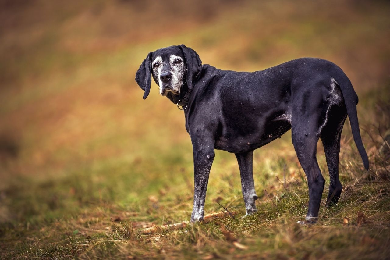 Joint Health for Senior Dogs: The Complete NZ Supplement Guide