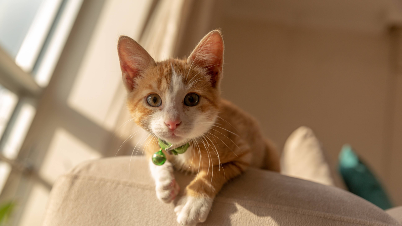 Best Cat Supplements NZ