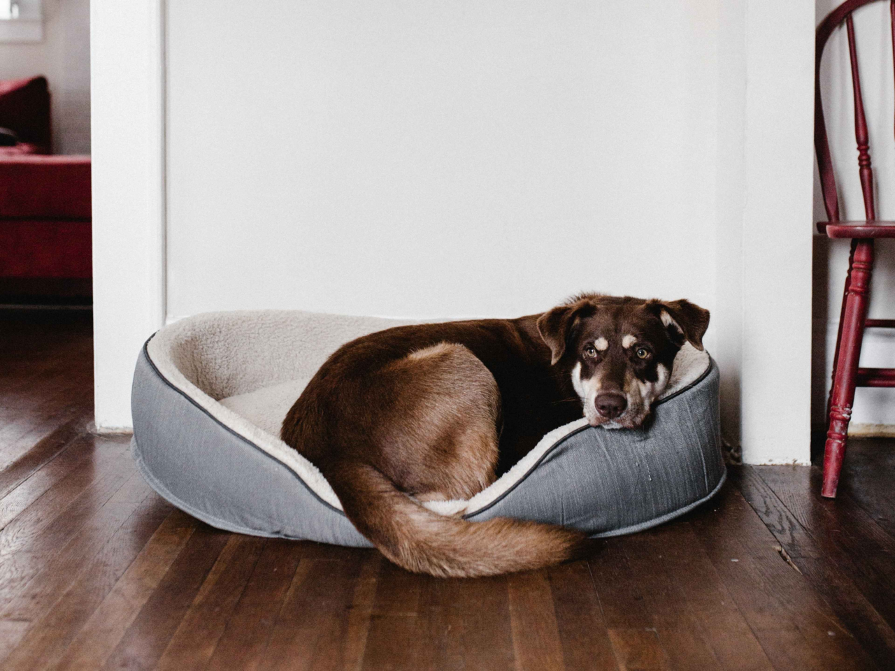 Is My Dog Bored or Anxious? Signs, Differences & How to Help