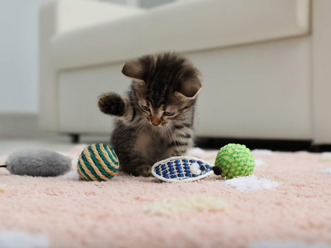 Kitten Toy Timeline: Best Toys for Every Stage from 8 Weeks to 12 Months