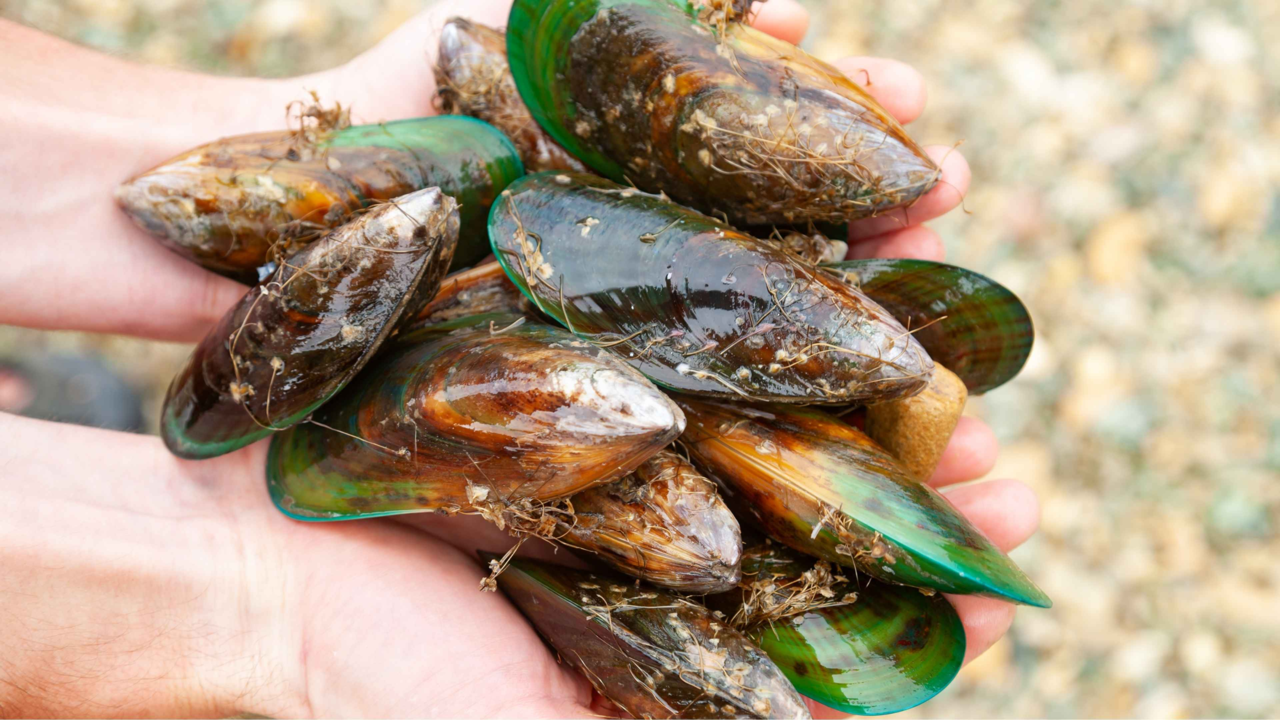 Green-Lipped Mussel for Dogs: Benefits, Dosage & Side Effects of This NZ Superfood Green-Lipped Mussel for Dogs: Benefits, Dosage & Side Effects of This NZ Superfood