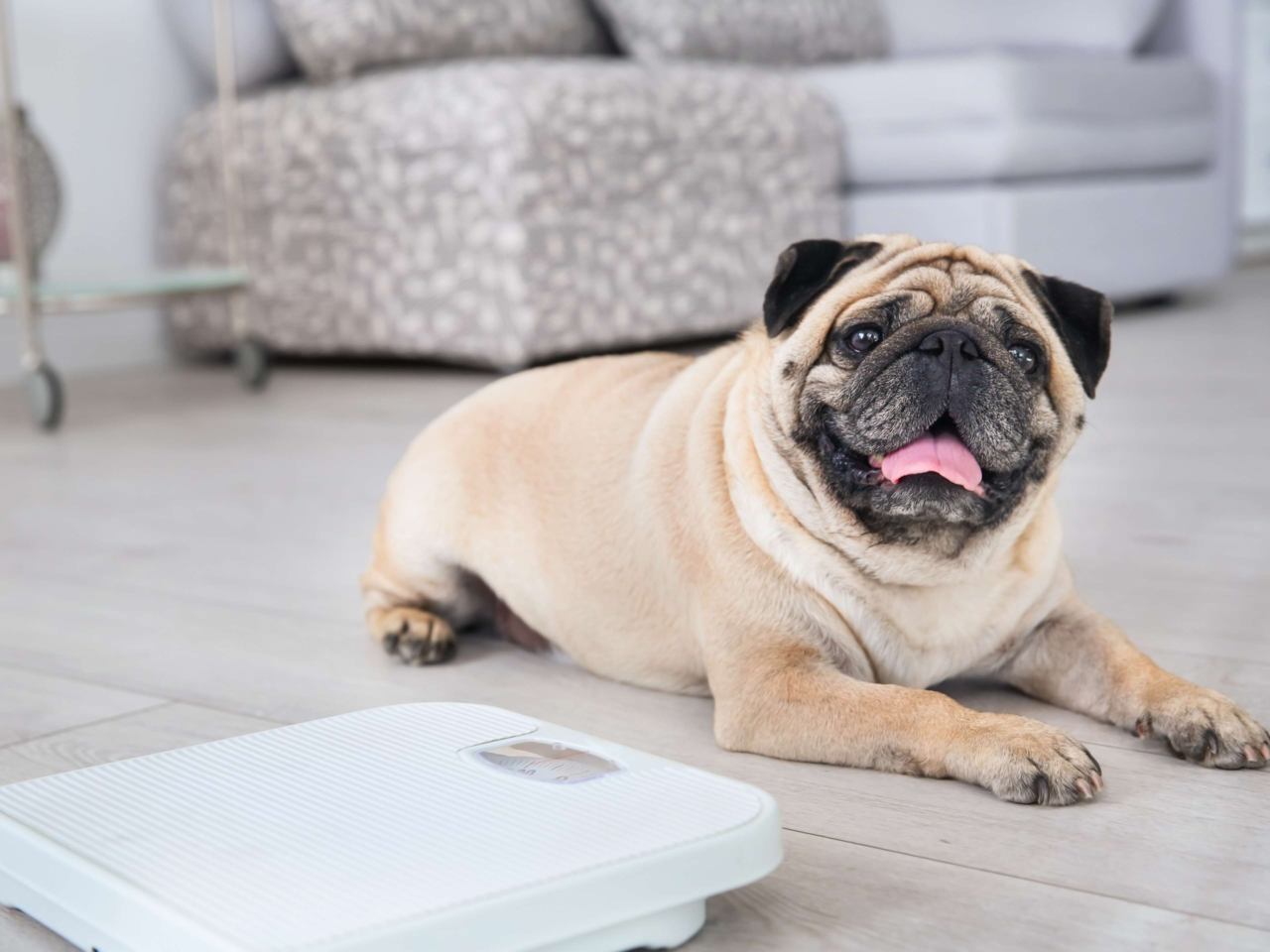 How to Tell if Your Dog or Cat Is Overweight: Signs, Causes & Tips