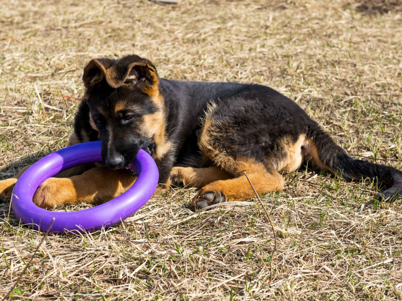 Best Dog Toys by Breed: Cavoodles, Border Collies, French Bulldogs & German Shepherds