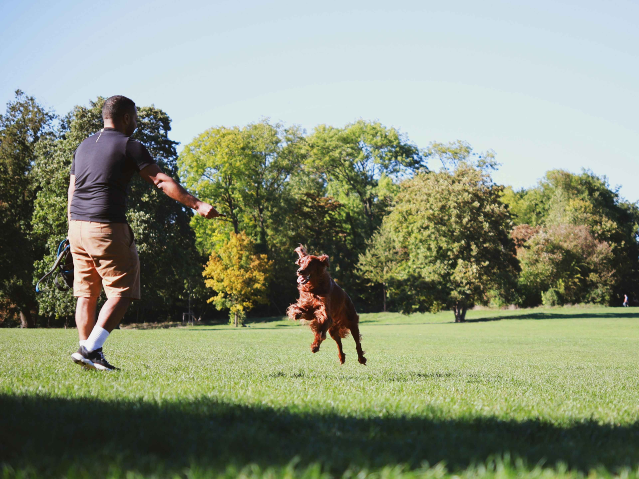 Understanding Energy Needs and Nutrition for Active Dog Breeds