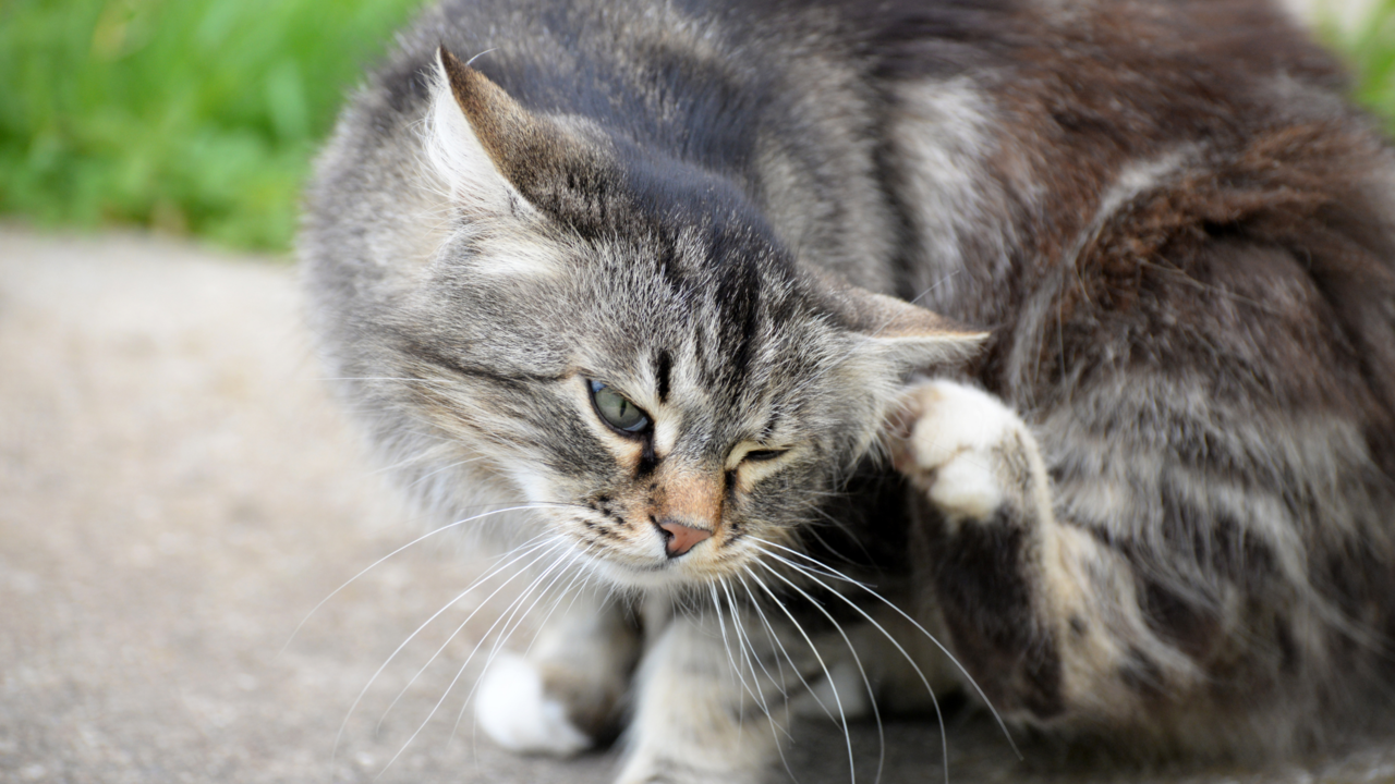 Best Flea Treatments for Cats in New Zealand (and Where to Buy Them Online) Best Flea Treatments for Cats in New Zealand (and Where to Buy Them Online)
