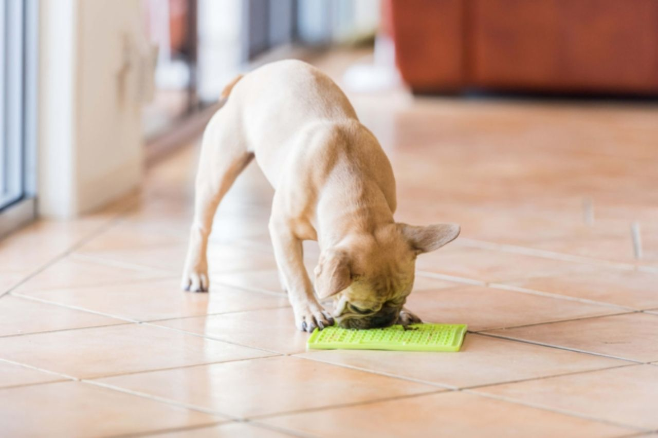 Why Dogs Love LickiMats and How They Help With Calm, Focus and Anxiety Relief