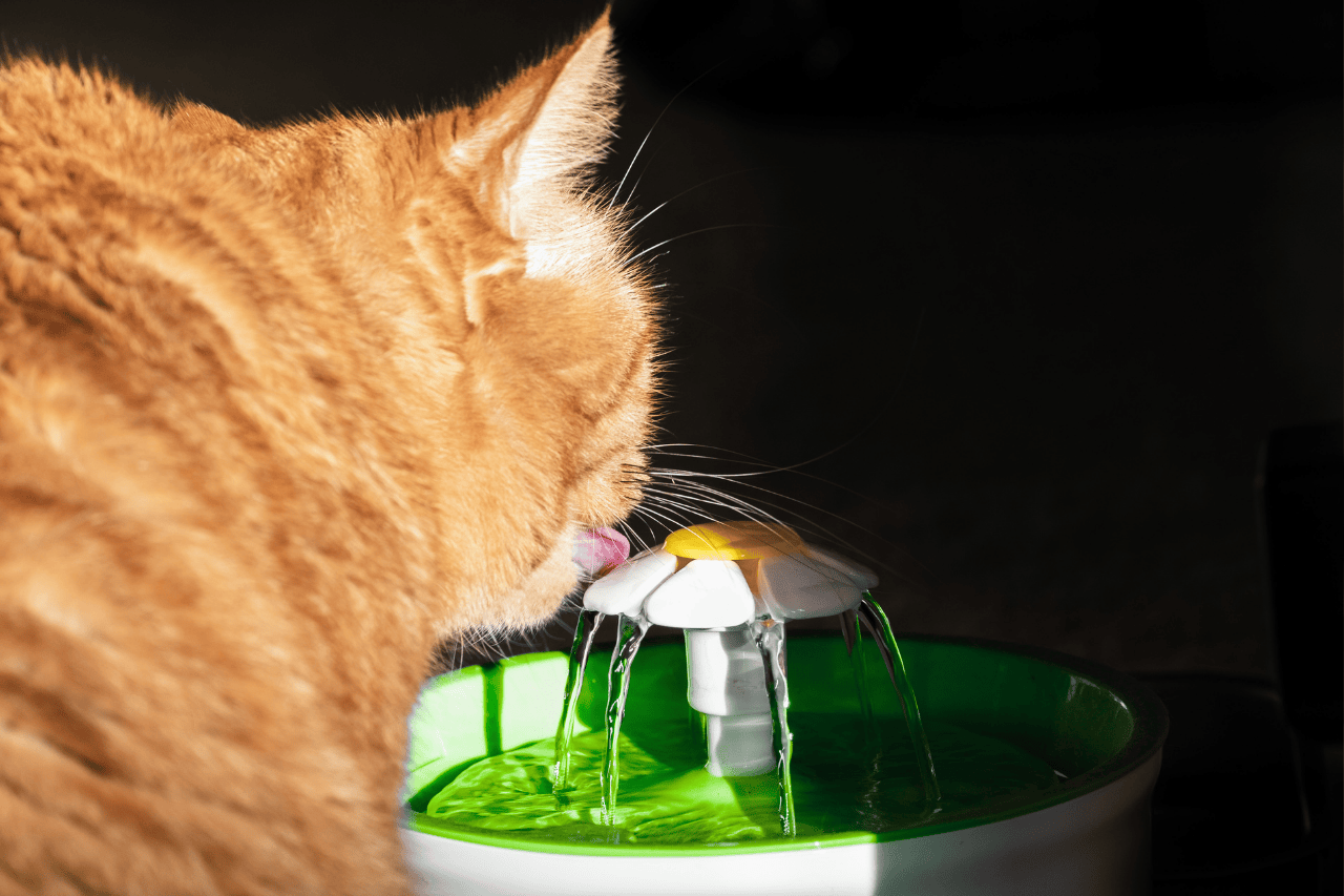 Why Hydration Is Critical for Senior Cats and How to Encourage Drinking