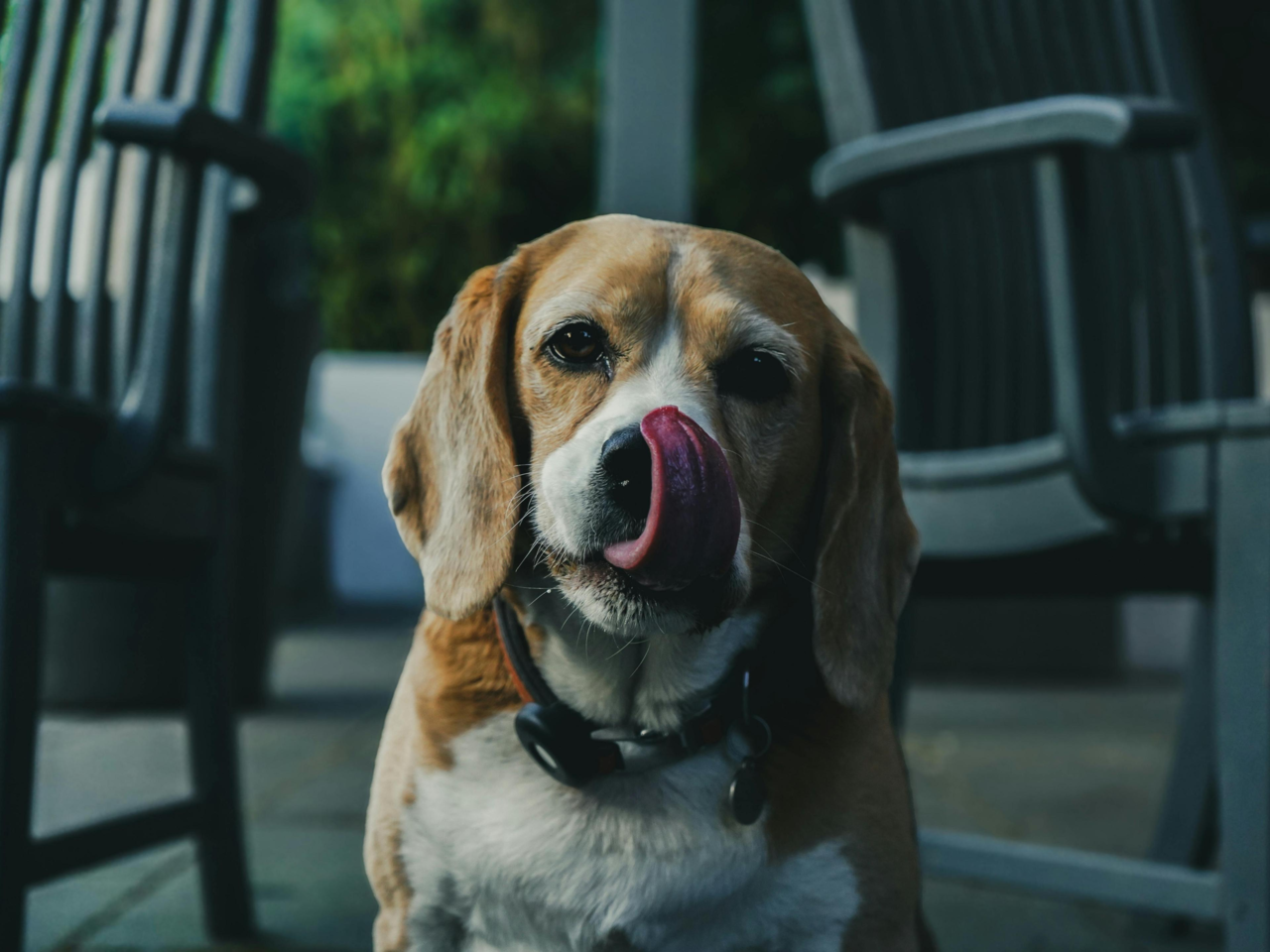 Best Treats for Slow Feeders: Fun, Enriching Snacks for Dogs & Cats