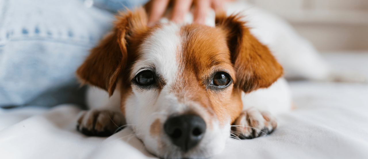 How to Calm Your Pet During NZ Fireworks Season
