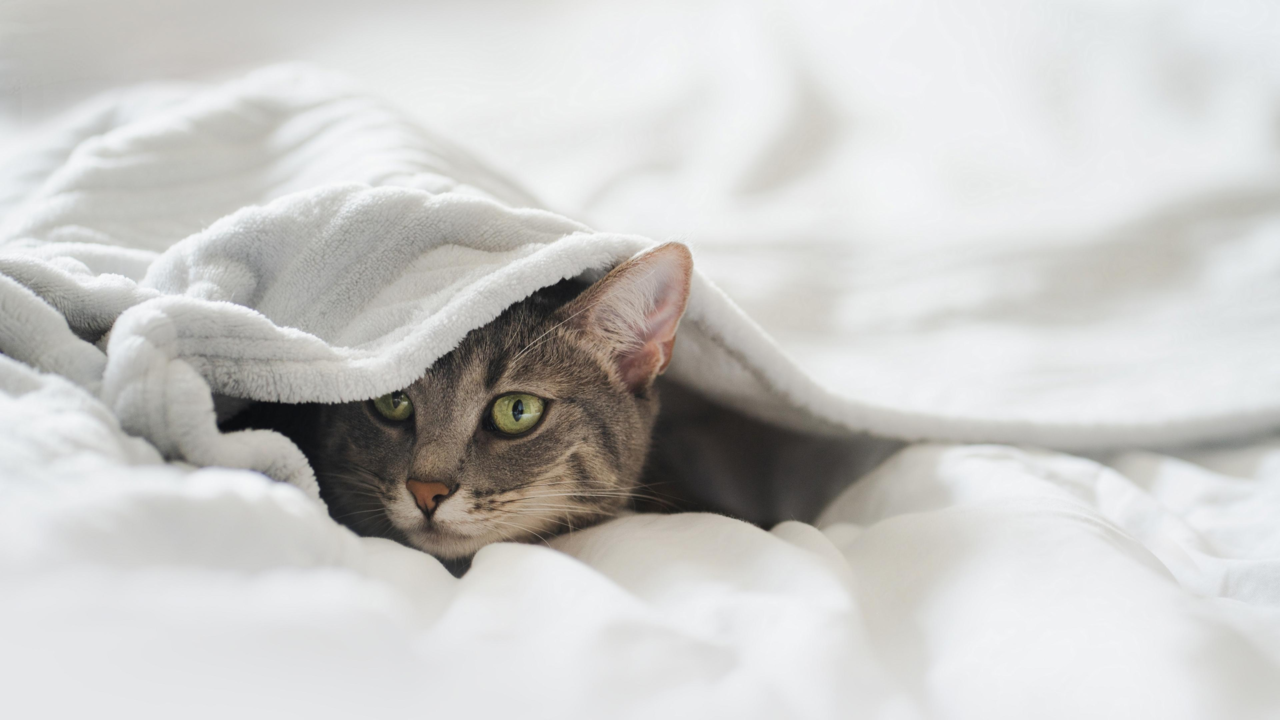 Pet Beds NZ: How To Choose The Right Bed For Your Dog Or Cat Pet Beds NZ: How To Choose The Right Bed For Your Dog Or Cat