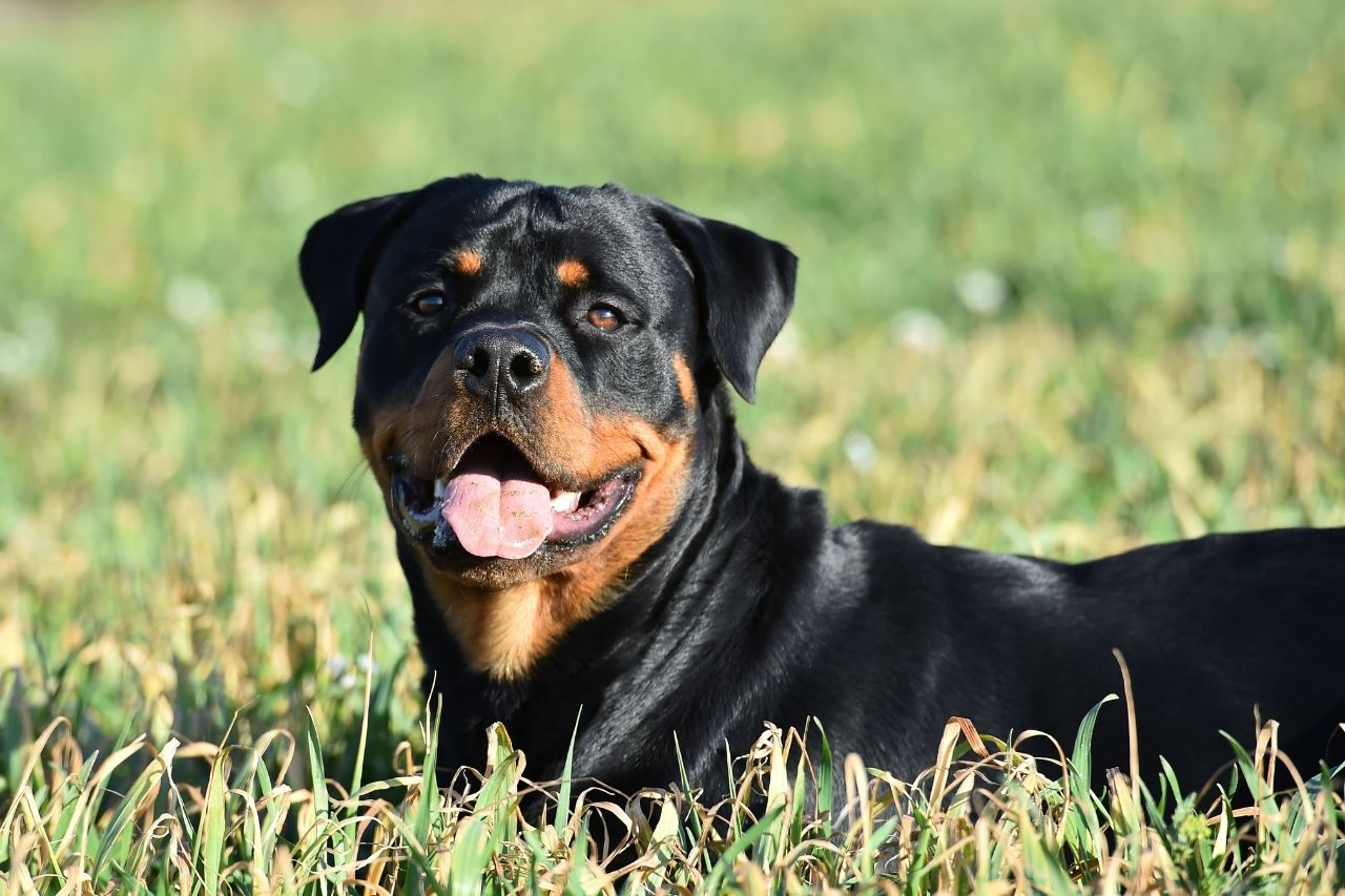 How Often Should I Feed My Rottweiler? Feeding Guide for Puppies and Adults