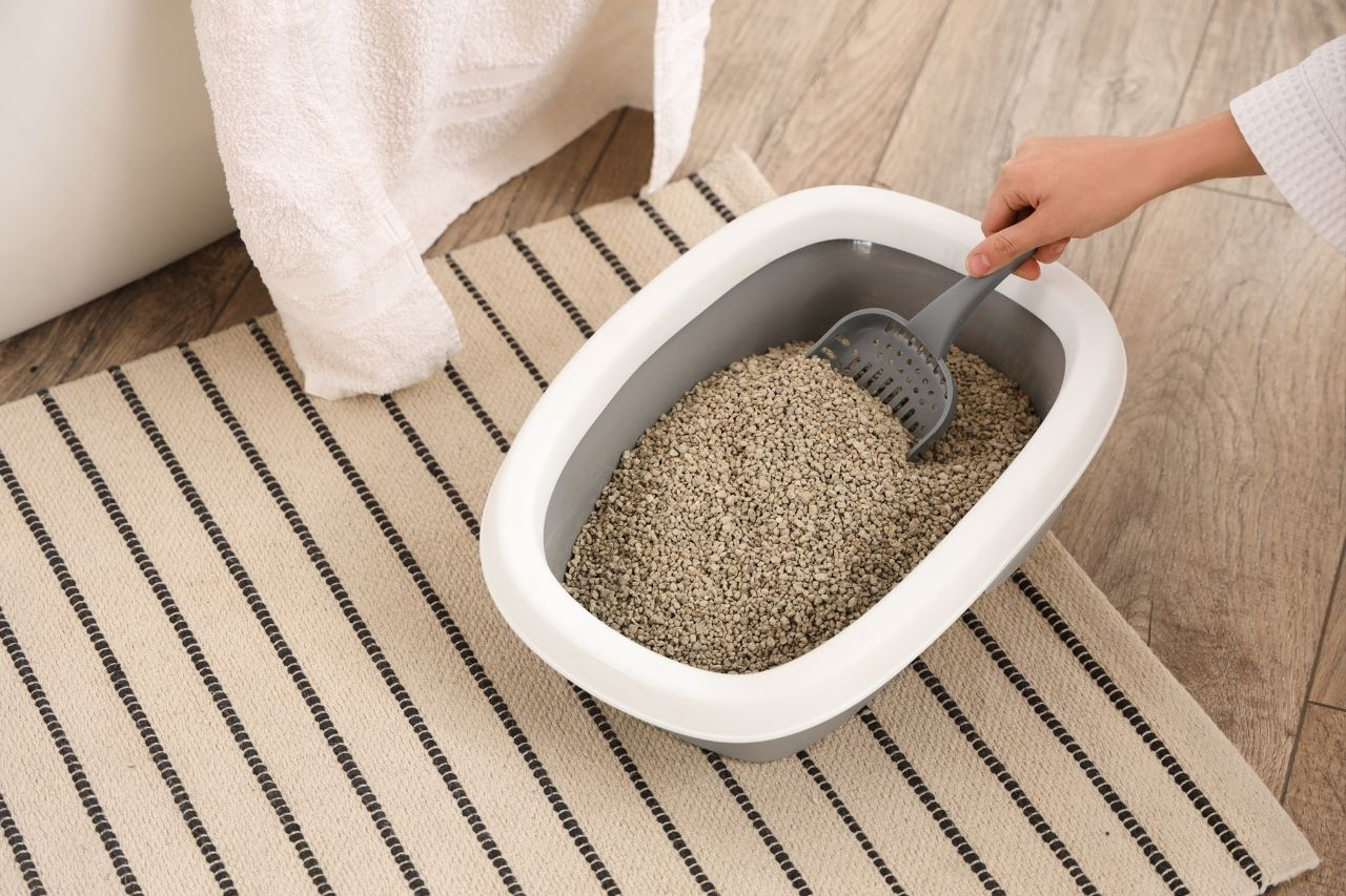 How Often Should You Change Cat Litter? Complete Litter Box Cleaning Guide