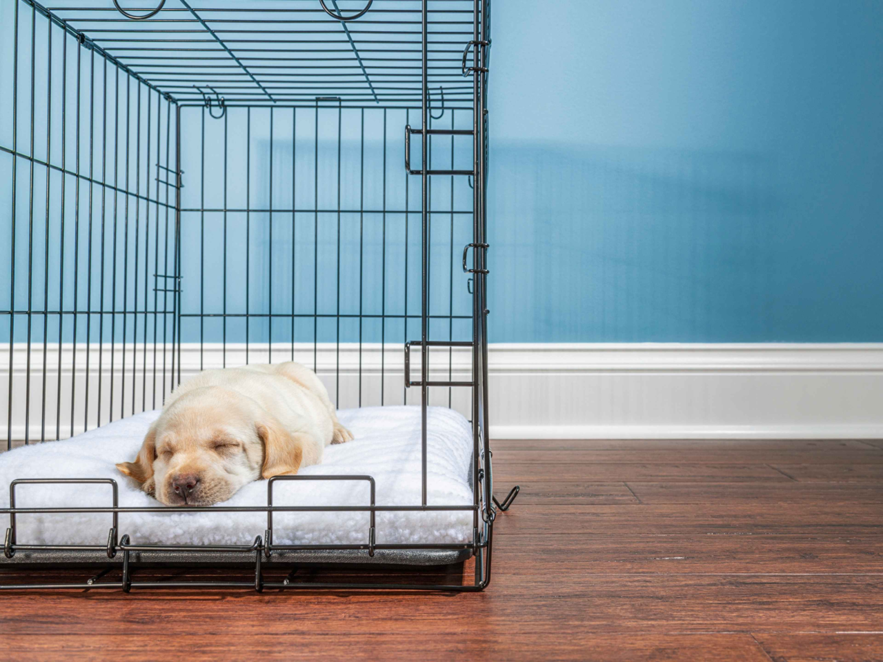 How to Crate Train Your Dog in an Apartment: Expert Tips for Small Spaces