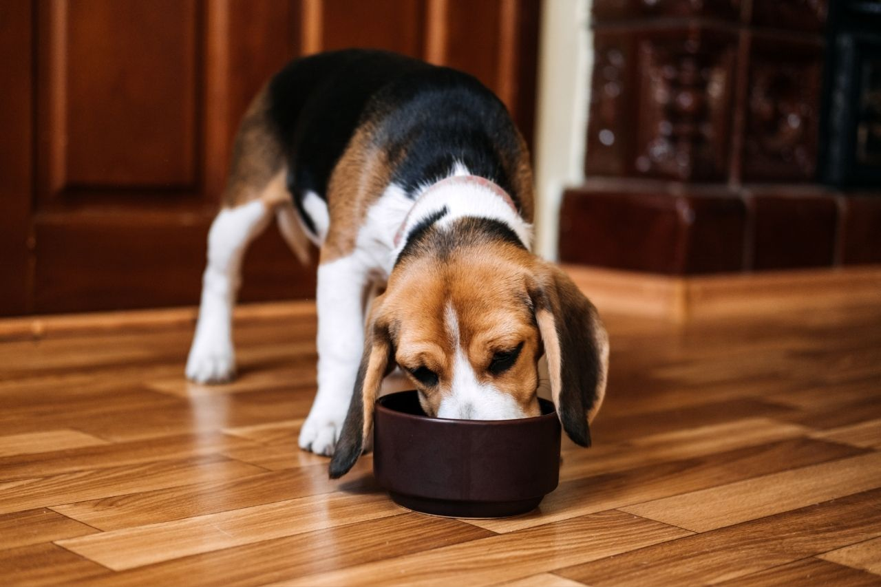 How Often Should I Feed My Beagle? Puppy, Adult and Senior Feeding Guide