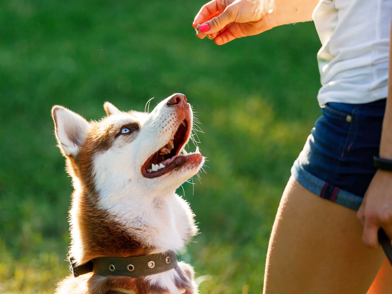 Top Rewards for Positive Reinforcement Training: Treats, Toys & Tips