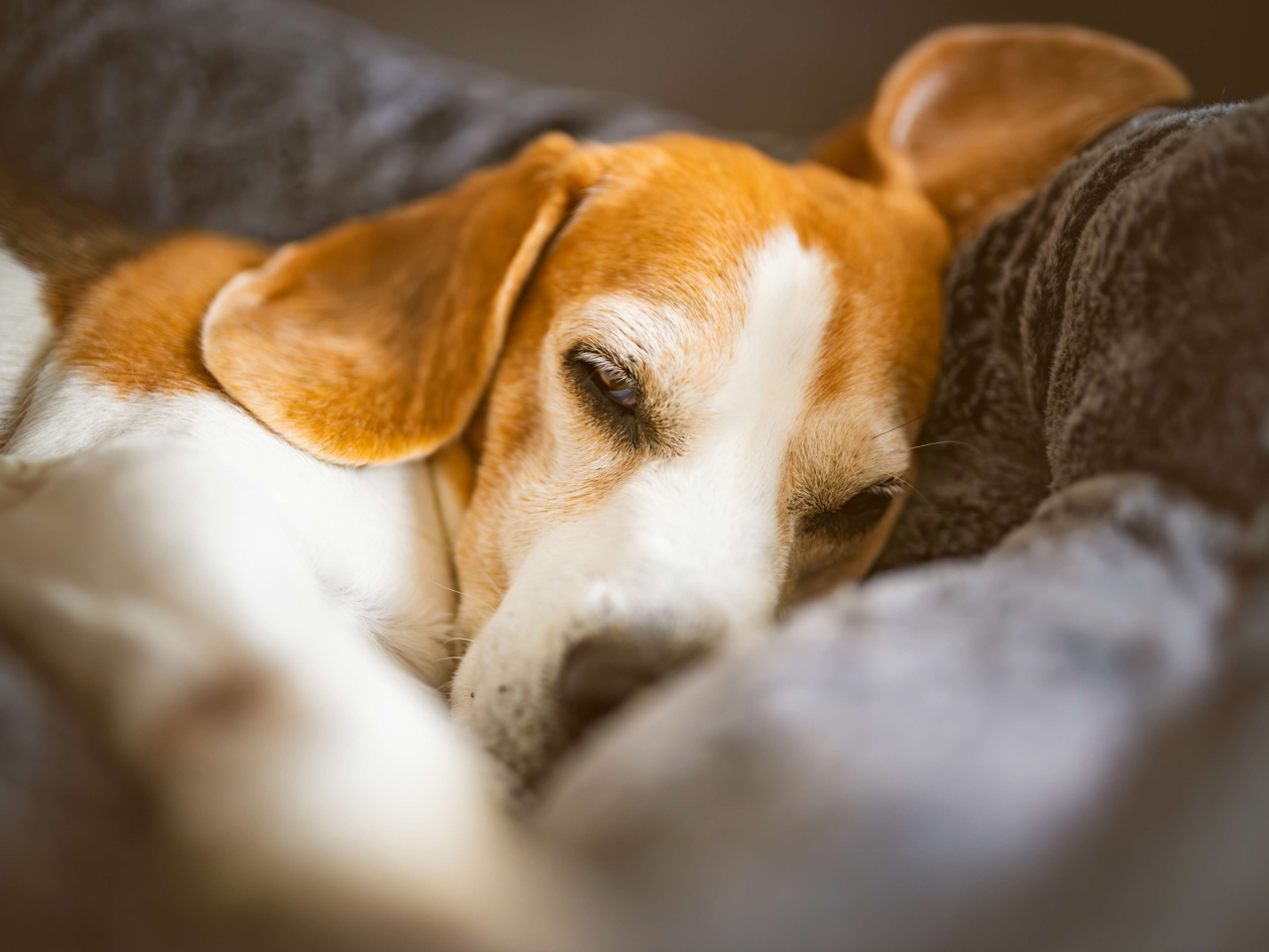 Top Tips to Calm Night-Time Restlessness in Dogs and Cats