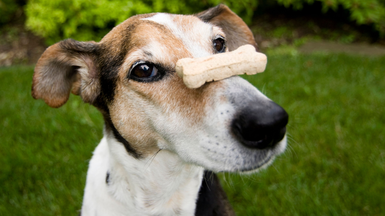 Best Dog Treats in New Zealand (and Where to Buy Them Online) Best Dog Treats in New Zealand (and Where to Buy Them Online)