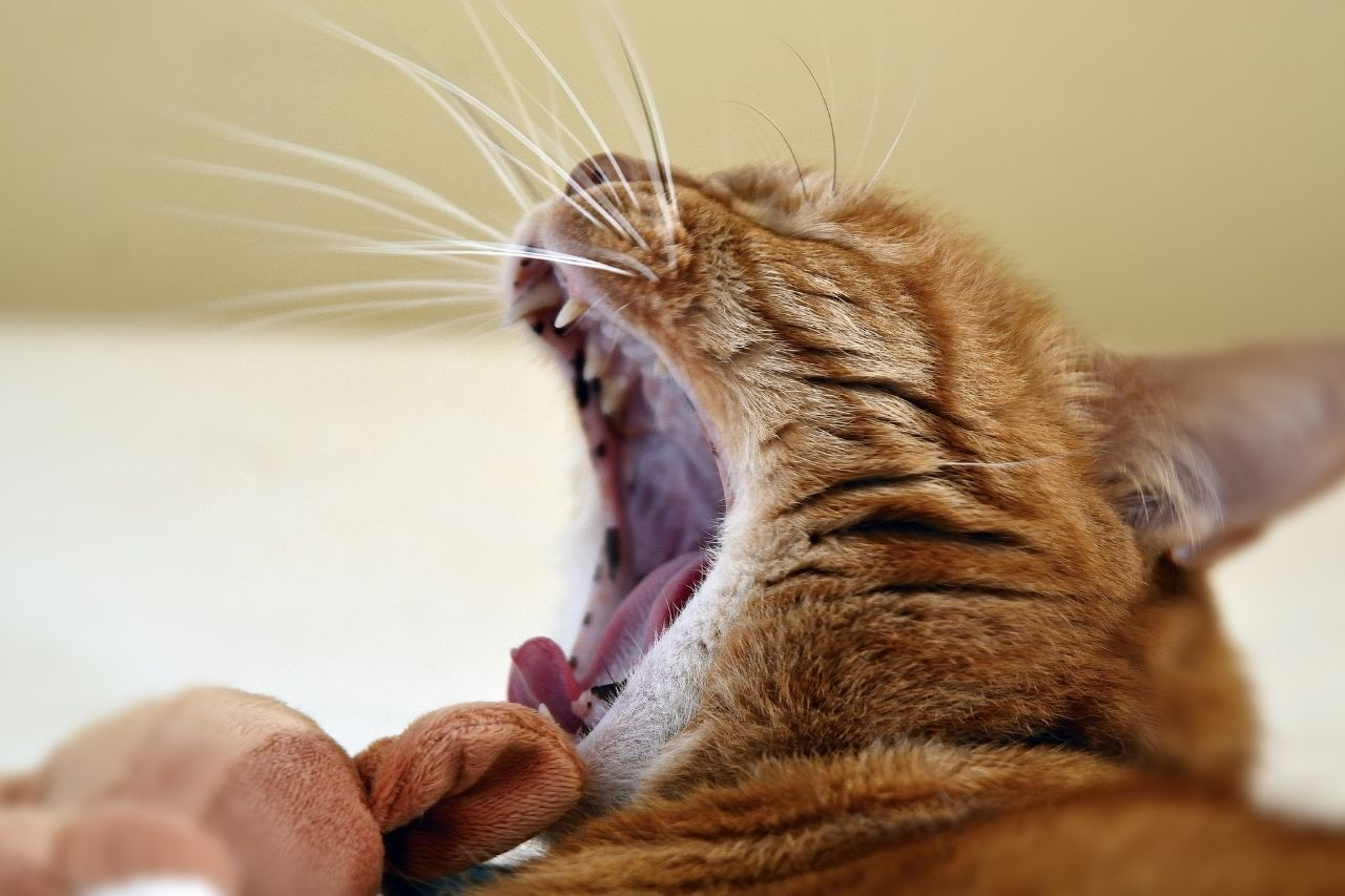 Dental Care for Senior Cats