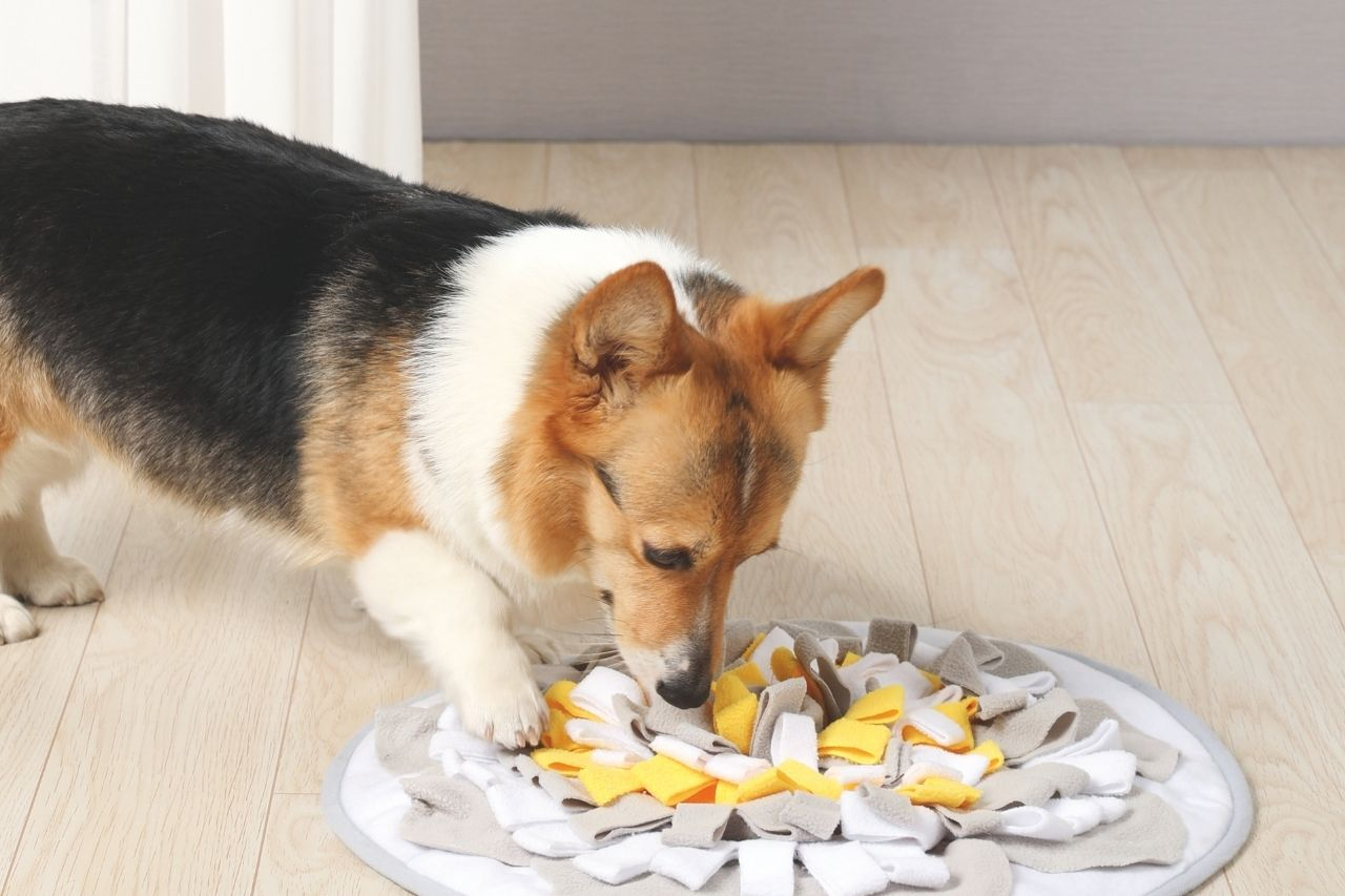 M-PETS: Your Guide to Affordable Pet Essentials Exclusive to Petdirect