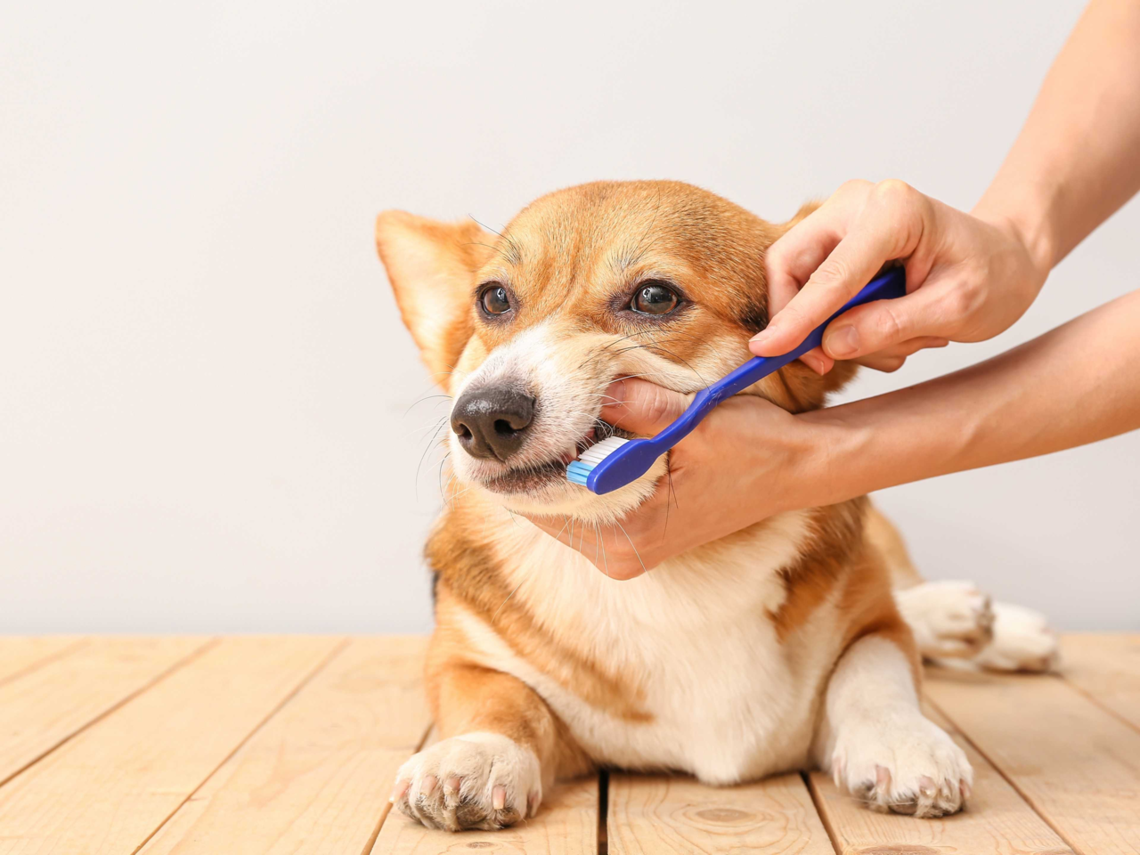 Dog Dental Care: How to Keep Your Dog’s Teeth Clean Without Brushing
