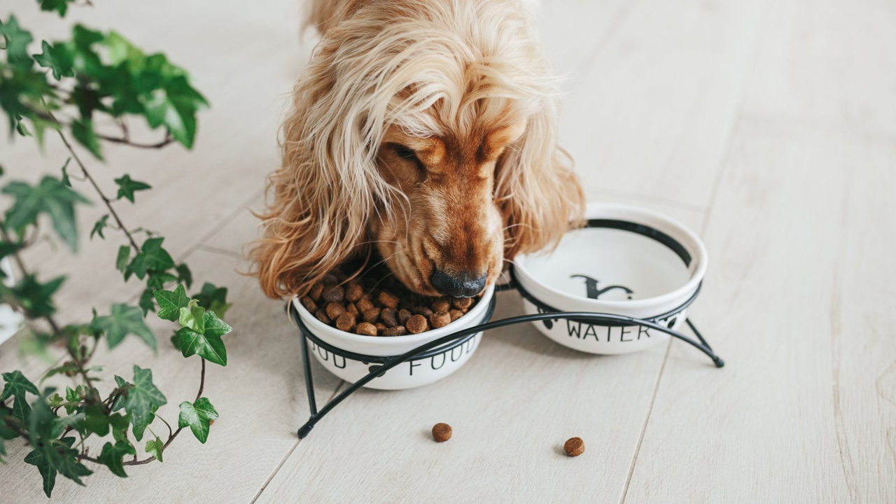 Dog Food Brands in NZ: How to Compare Your Options