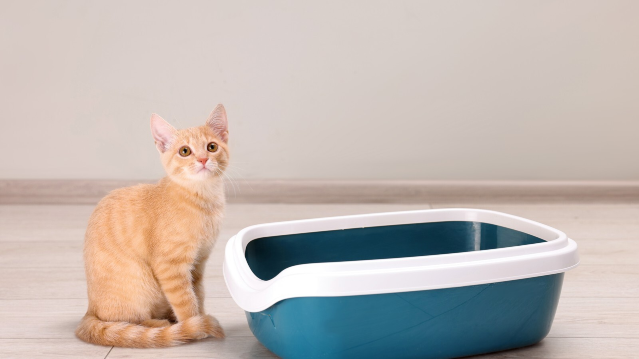Covered vs Open Litter Boxes: Which Is Best for Your Cat?