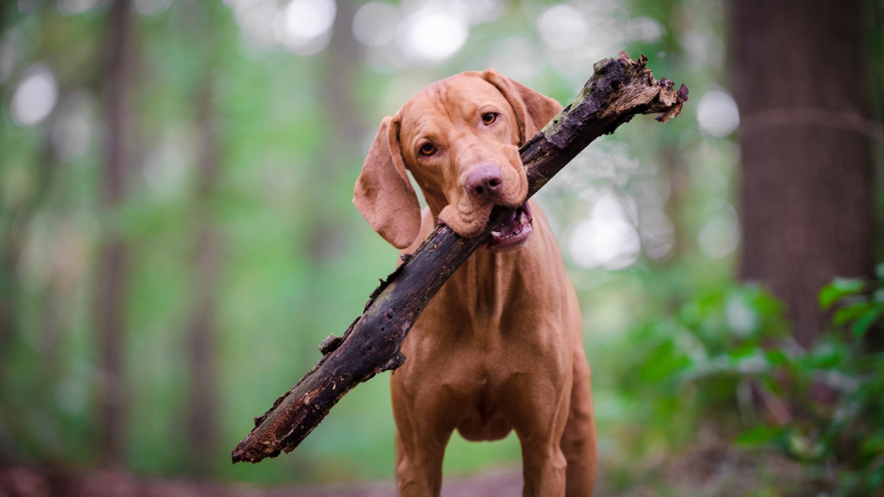Best Food for Your Vizsla in New Zealand (and Where to Shop Online)