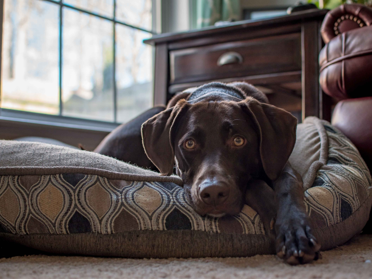 When Your Pet’s Sleep Changes: Signs It Could Signal a Health Issue