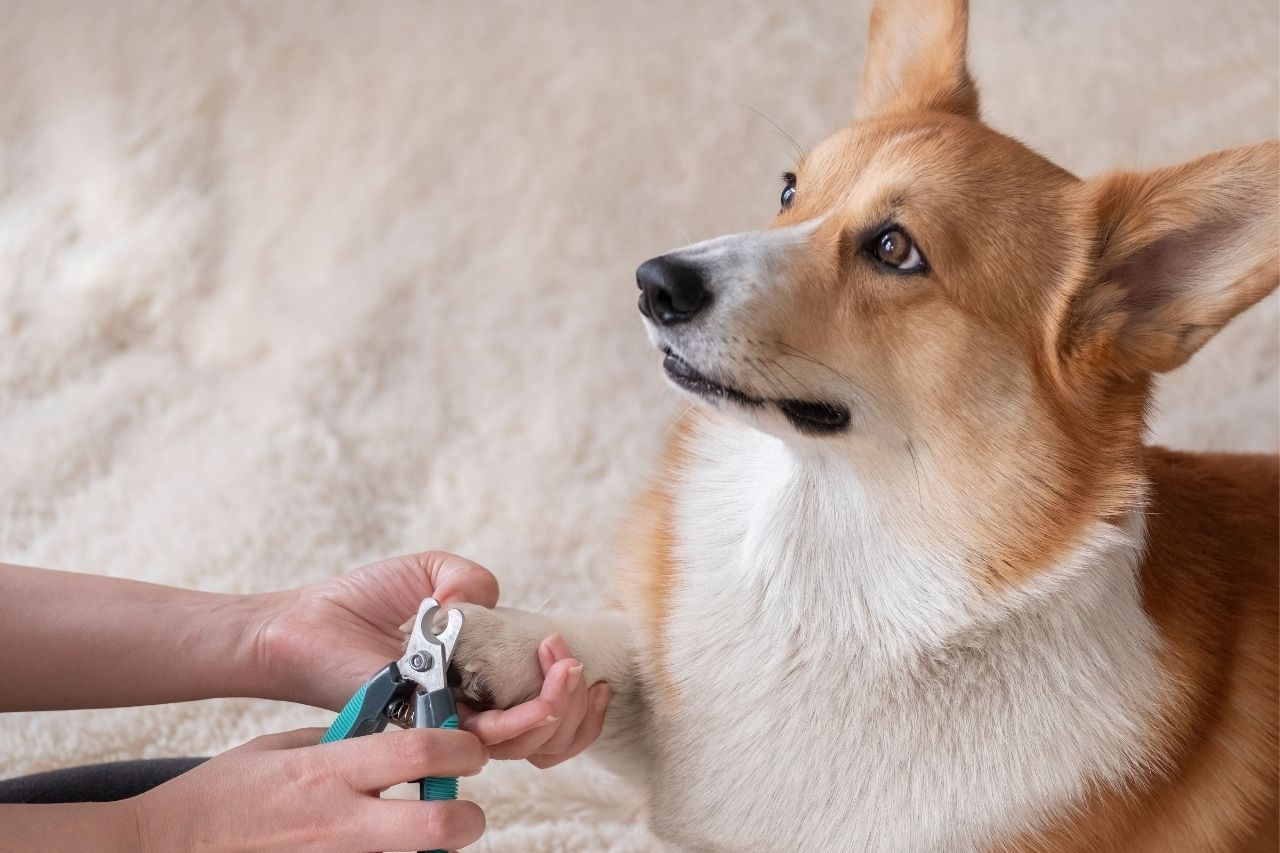Best Dog Nail Clippers NZ Guide for Safe and Easy Trimming