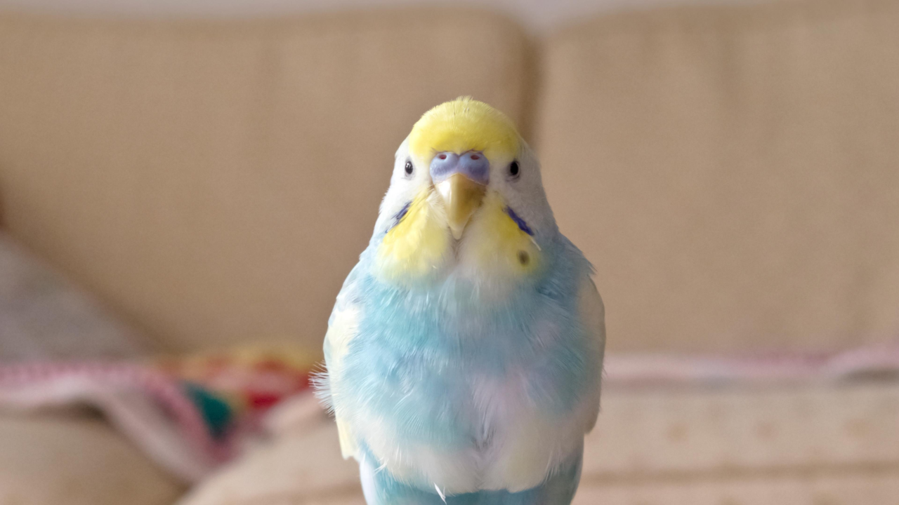 Budgie Care NZ: Expert Guide to Feeding, Housing, Health & Enrichment
