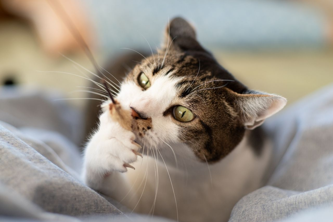 Best Toys for Cats Who Ignore Their Toys (And How to Fix It)