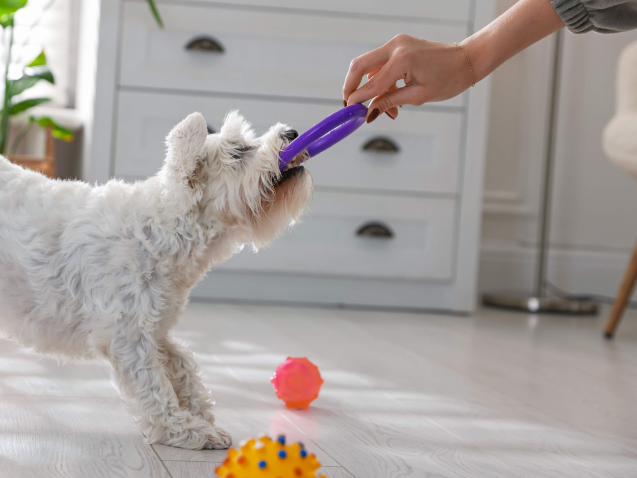 Best Indestructible Dog Toys in NZ: Top Picks for Power Chewers