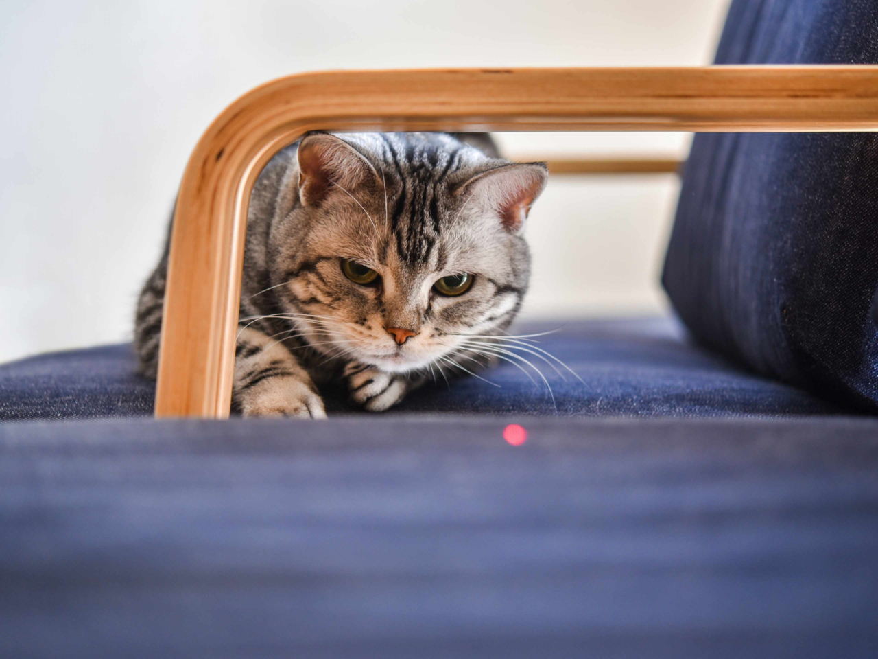 Are Cat Laser Toys Safe? Tips for Fun and Healthy Play