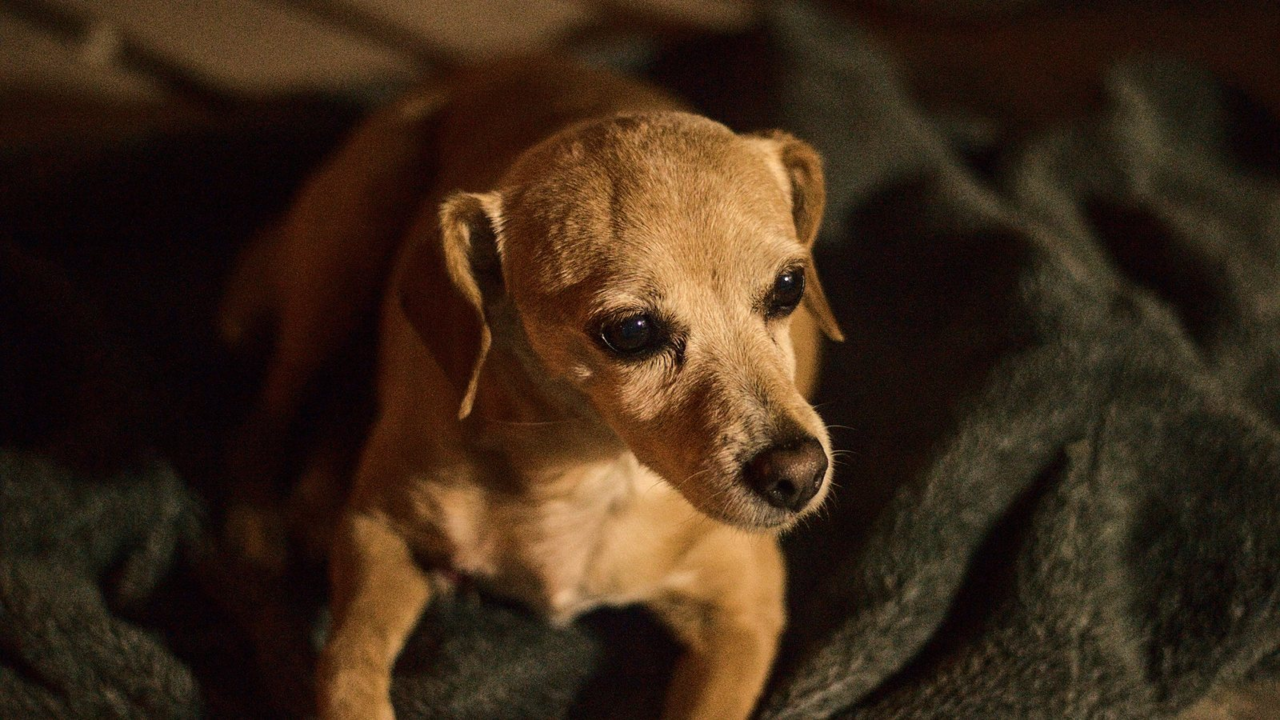 Why Is My Senior Dog Restless at Night?