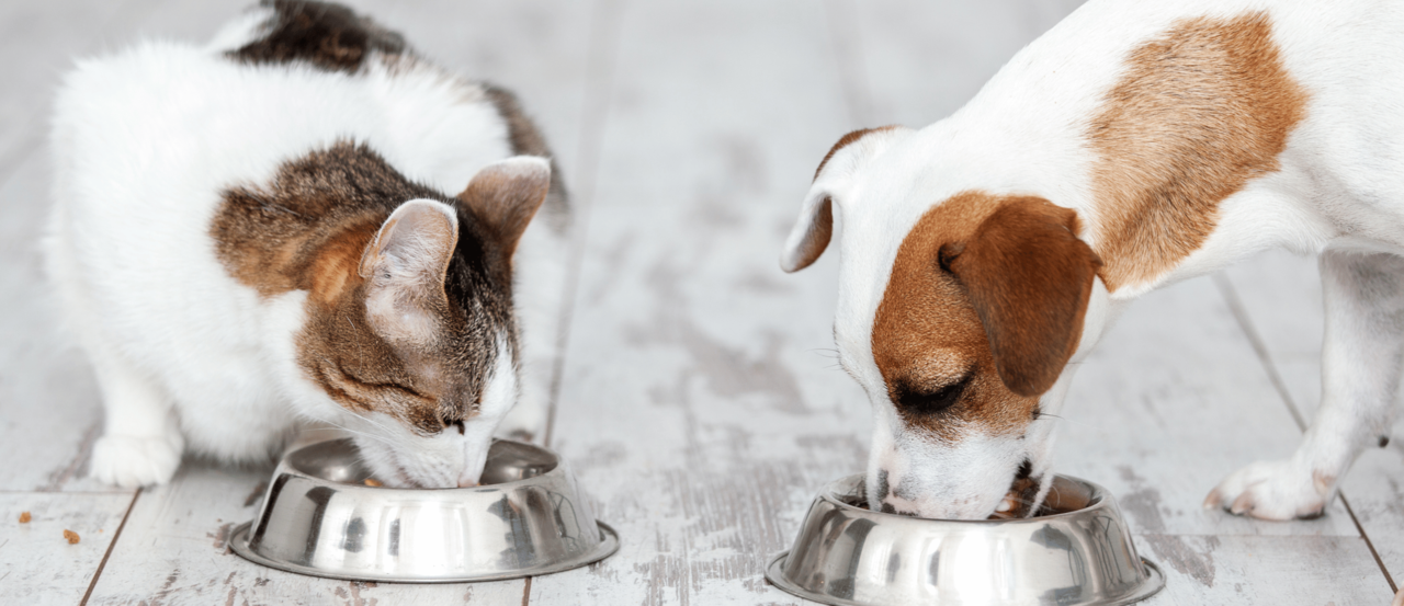 How to Read Pet Food Labels: a Guide for NZ Pet Parents