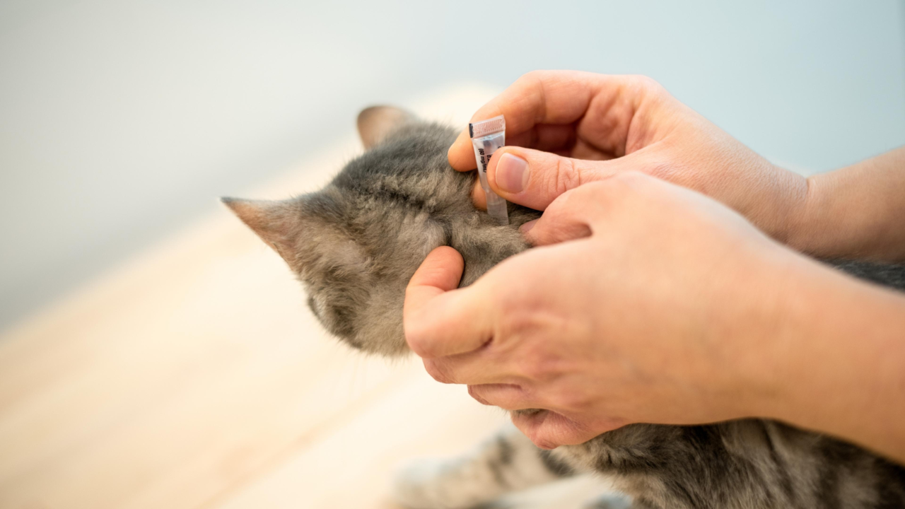 Flea, Tick & Mite Prevention for Pets in NZ: Year-Round Protection Guide