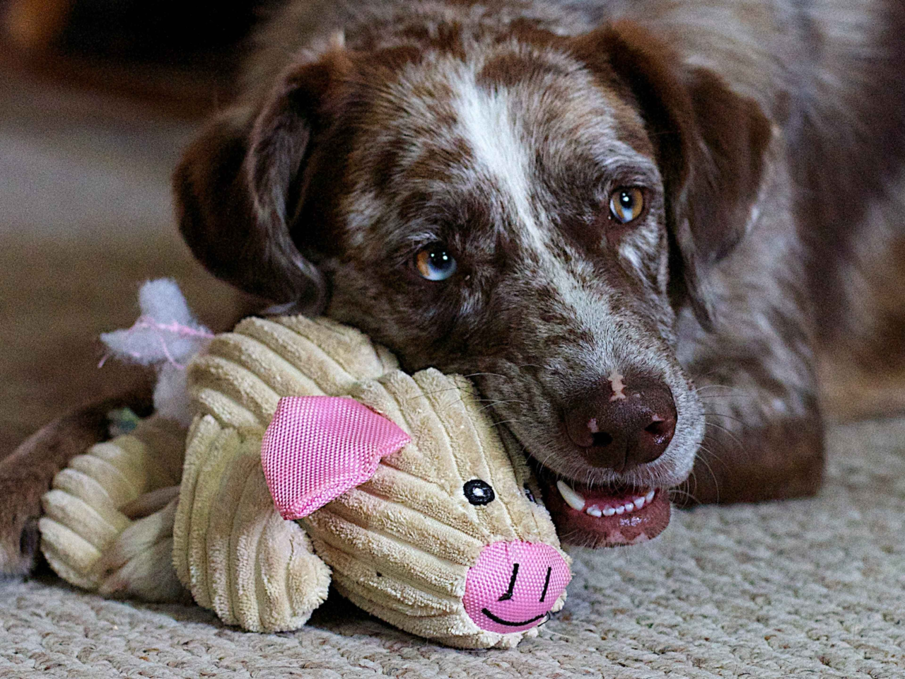 Best Senior Dog Toys for Gentle Play and Healthy Ageing